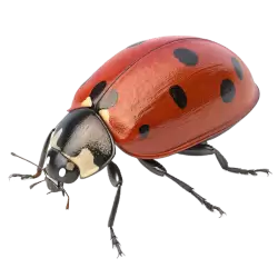 Imagen PNG para descargar